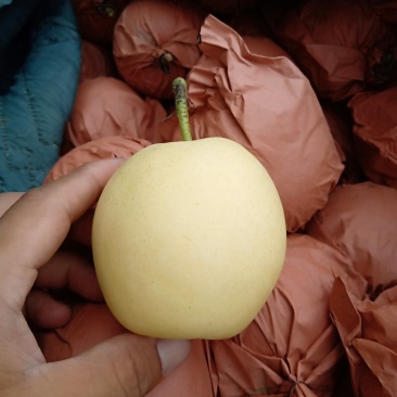 黄冠梨