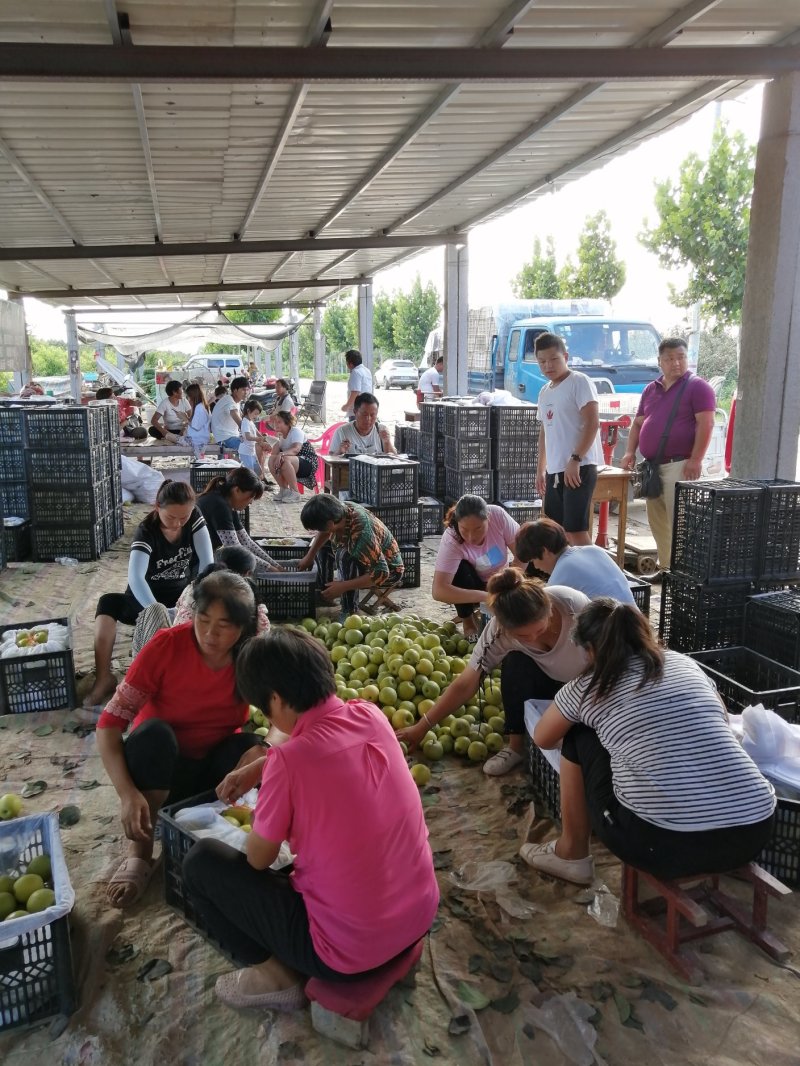 国家一级优质无公害皇冠梨产区