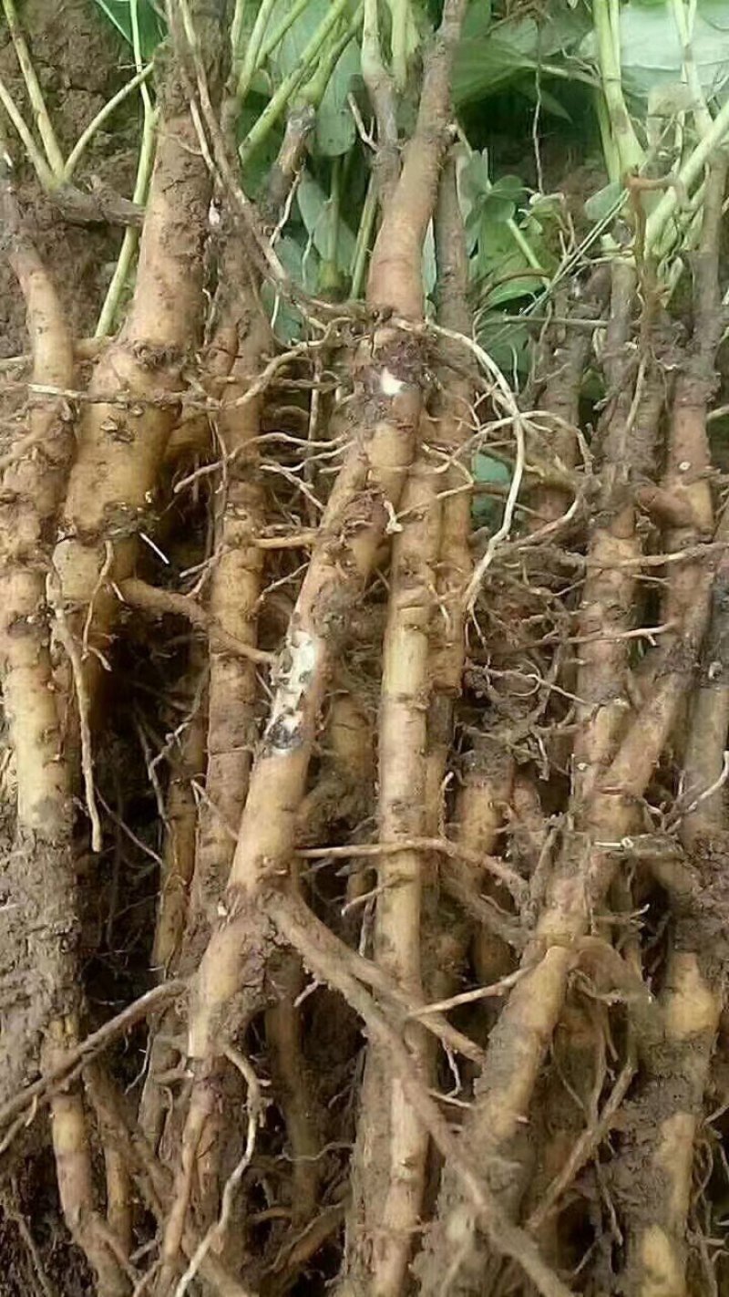 牡丹：牡丹苗，两年苗，一年苗，三年牡丹苗，成活率高