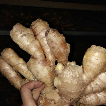 大黄姜基地。有大量生姜批发价格优惠。质量保证欢迎咨询！