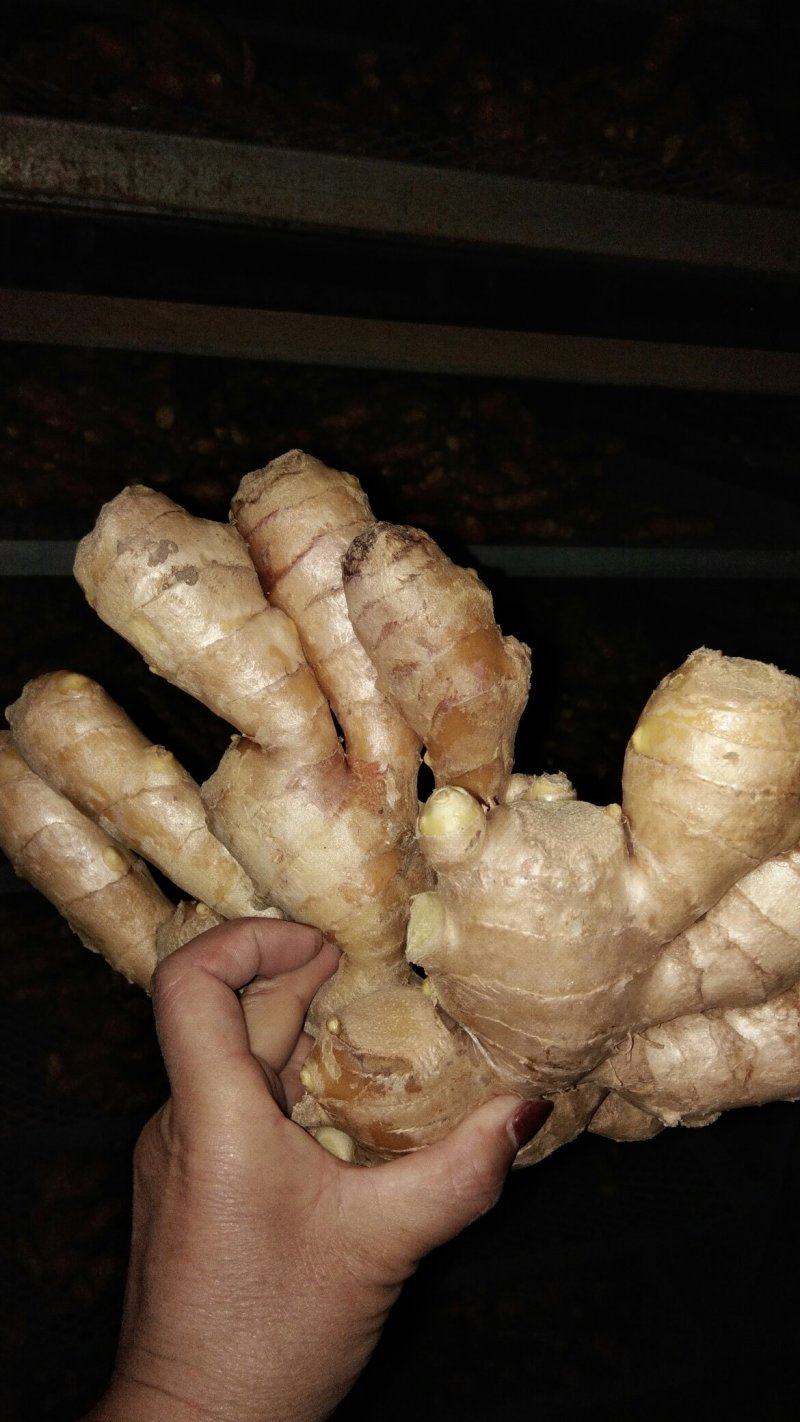 大黄姜基地。有大量生姜批发价格优惠。质量保证欢迎咨询！