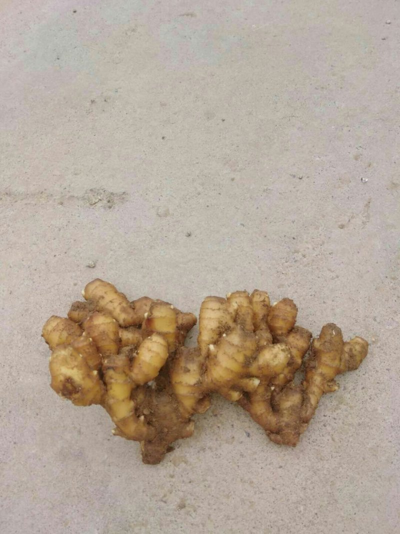 大黄姜基地。有大量生姜批发价格优惠。质量保证欢迎咨询！