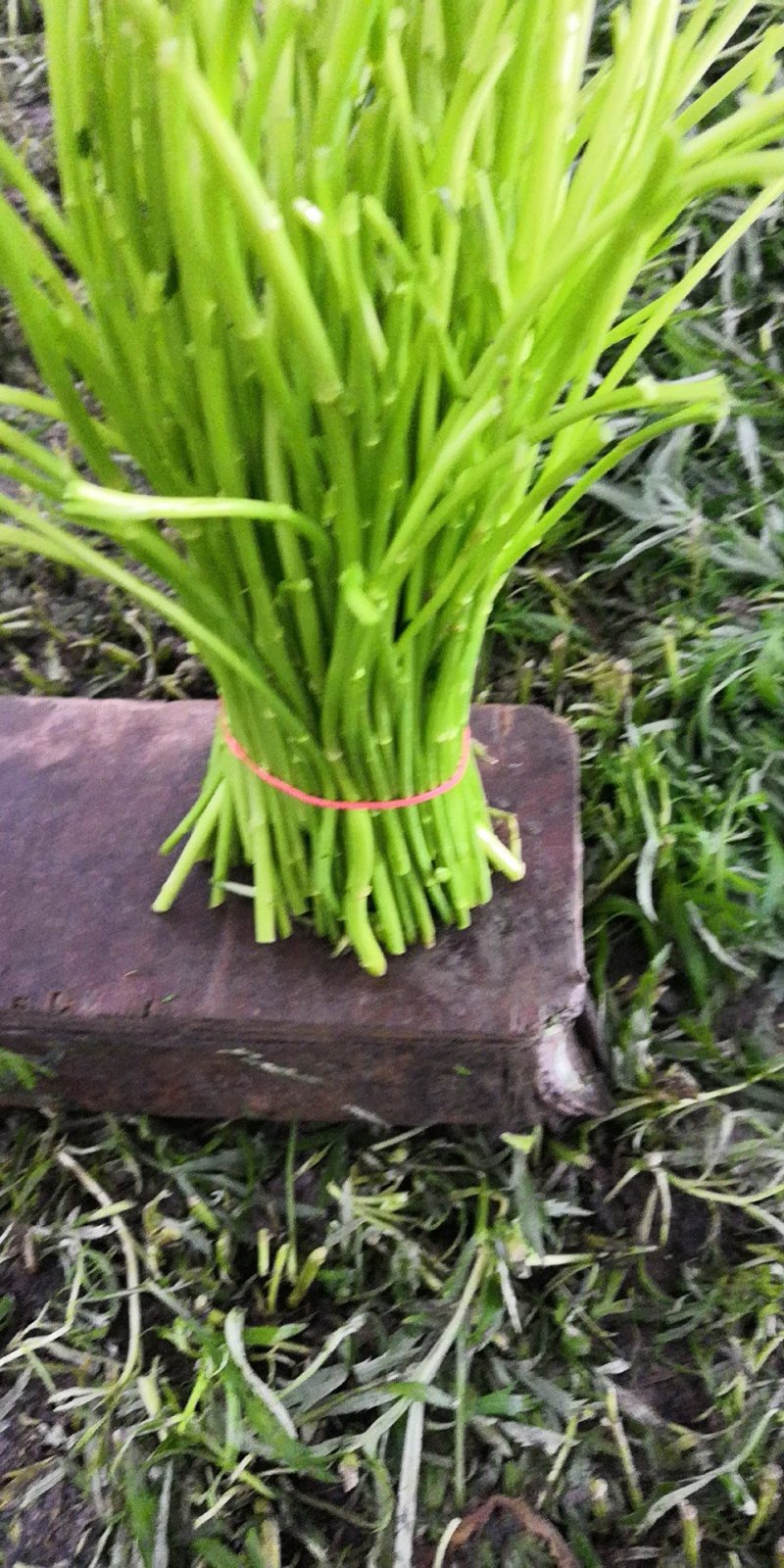 芦蒿