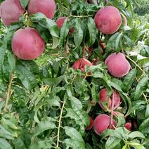 山东沂蒙山夏甜红桃，离核的，这个这么上离核桃子上千亩。