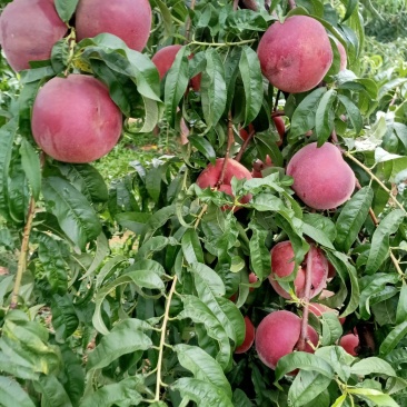 山东沂蒙山夏甜红桃，离核的，这个这么上离核桃子上千亩。