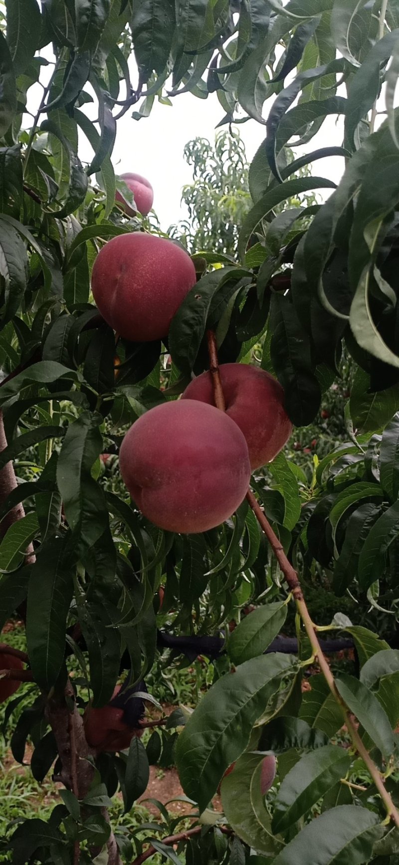 山东沂蒙山夏甜红桃，离核的，这个这么上离核桃子上千亩。