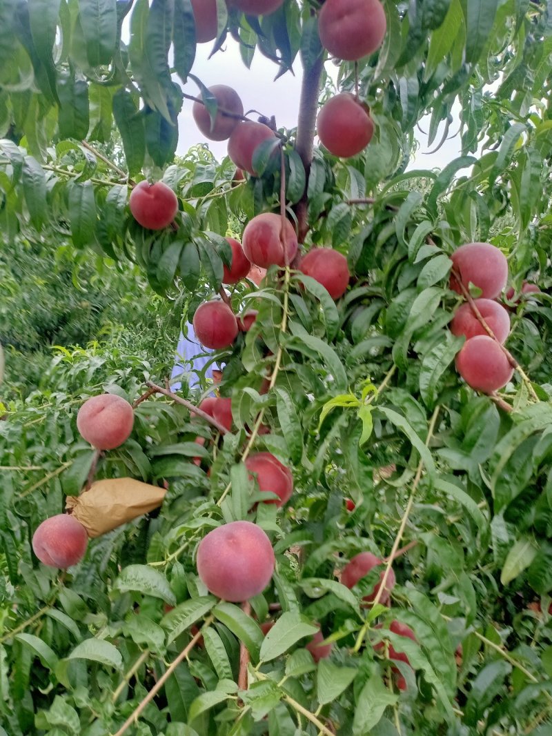 山东沂蒙山夏甜红桃，离核的，这个这么上离核桃子上千亩。