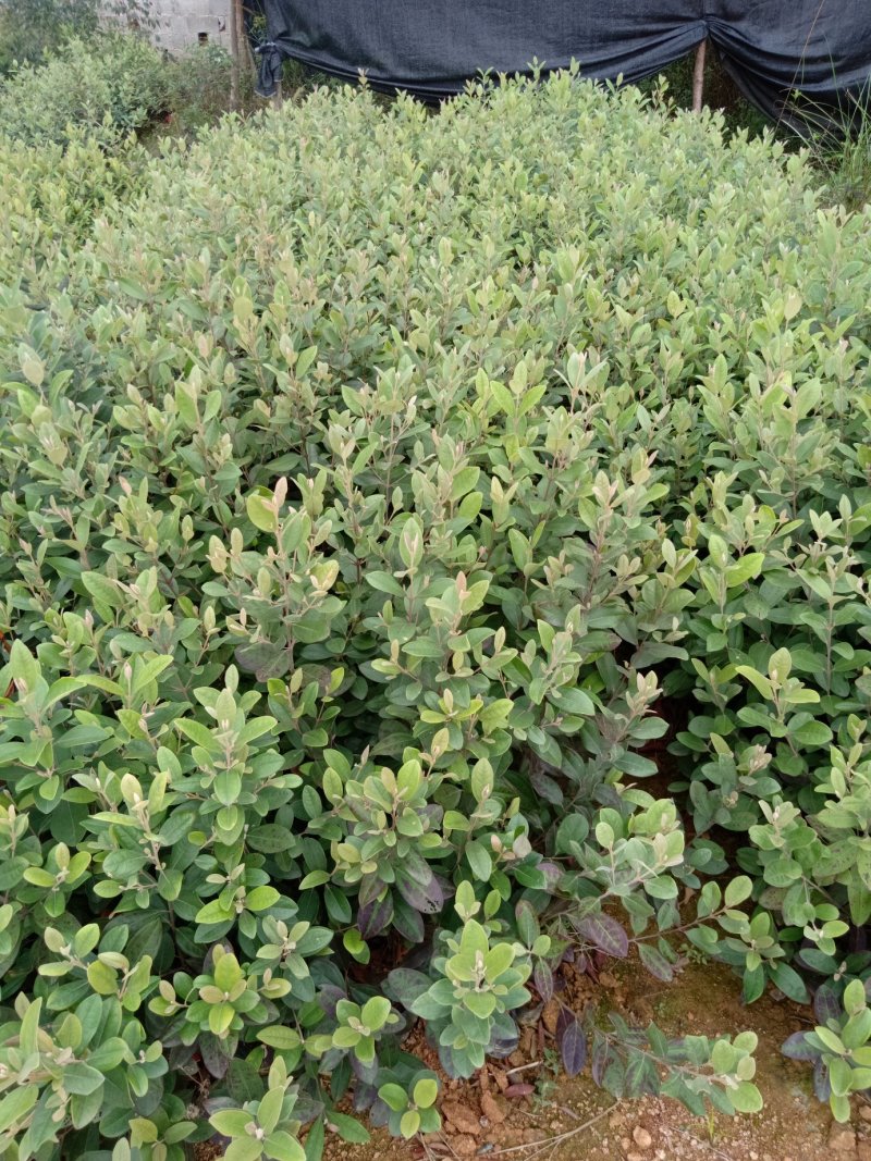 捻子苗桃金娘苗杯苗山花浪费果苗