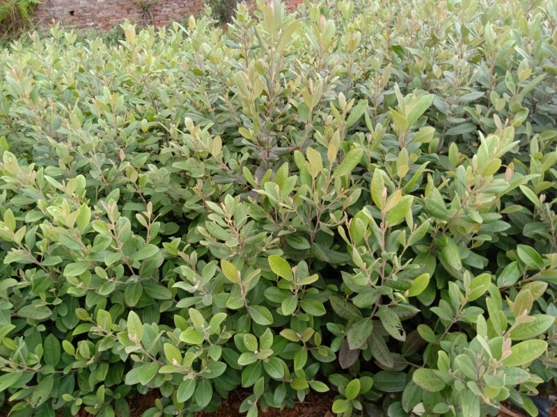 捻子苗桃金娘苗杯苗山花浪费果苗