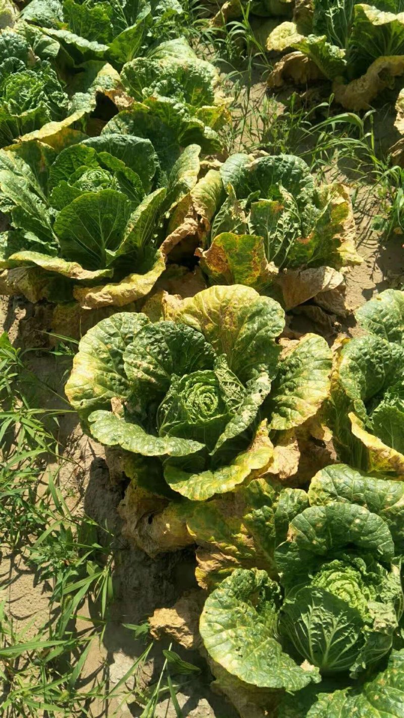 大白菜
