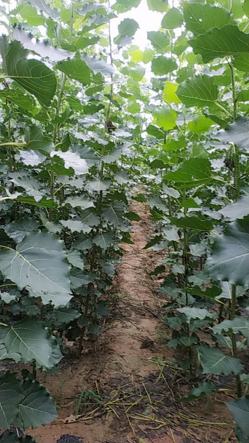 杨树苗