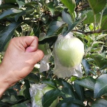青苹果