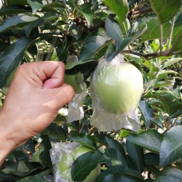 青苹果