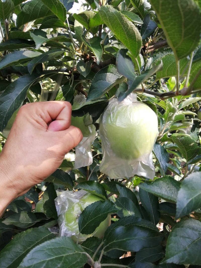 青苹果