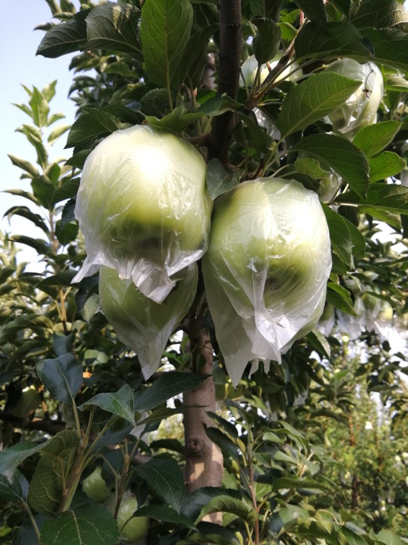 青苹果