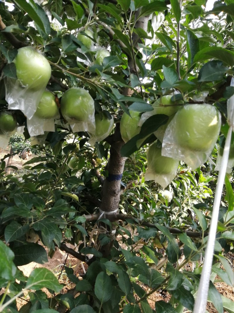 青苹果