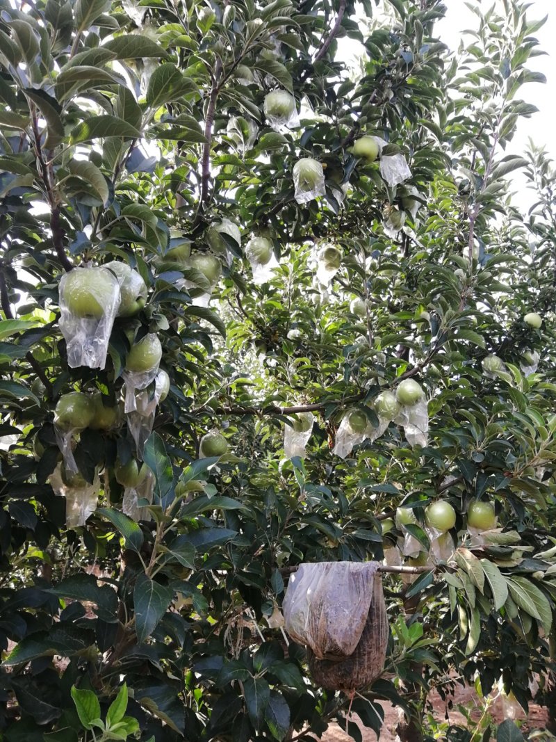 青苹果