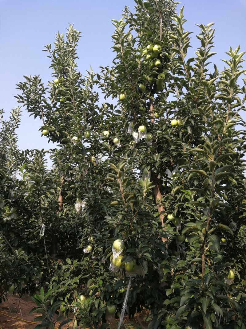 青苹果
