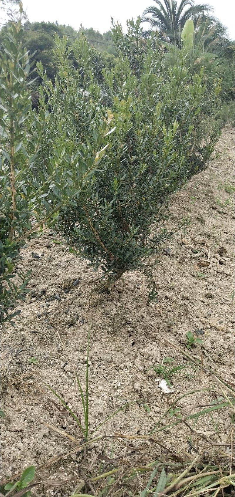 花卉盆景雀舌小叶黄杨出售