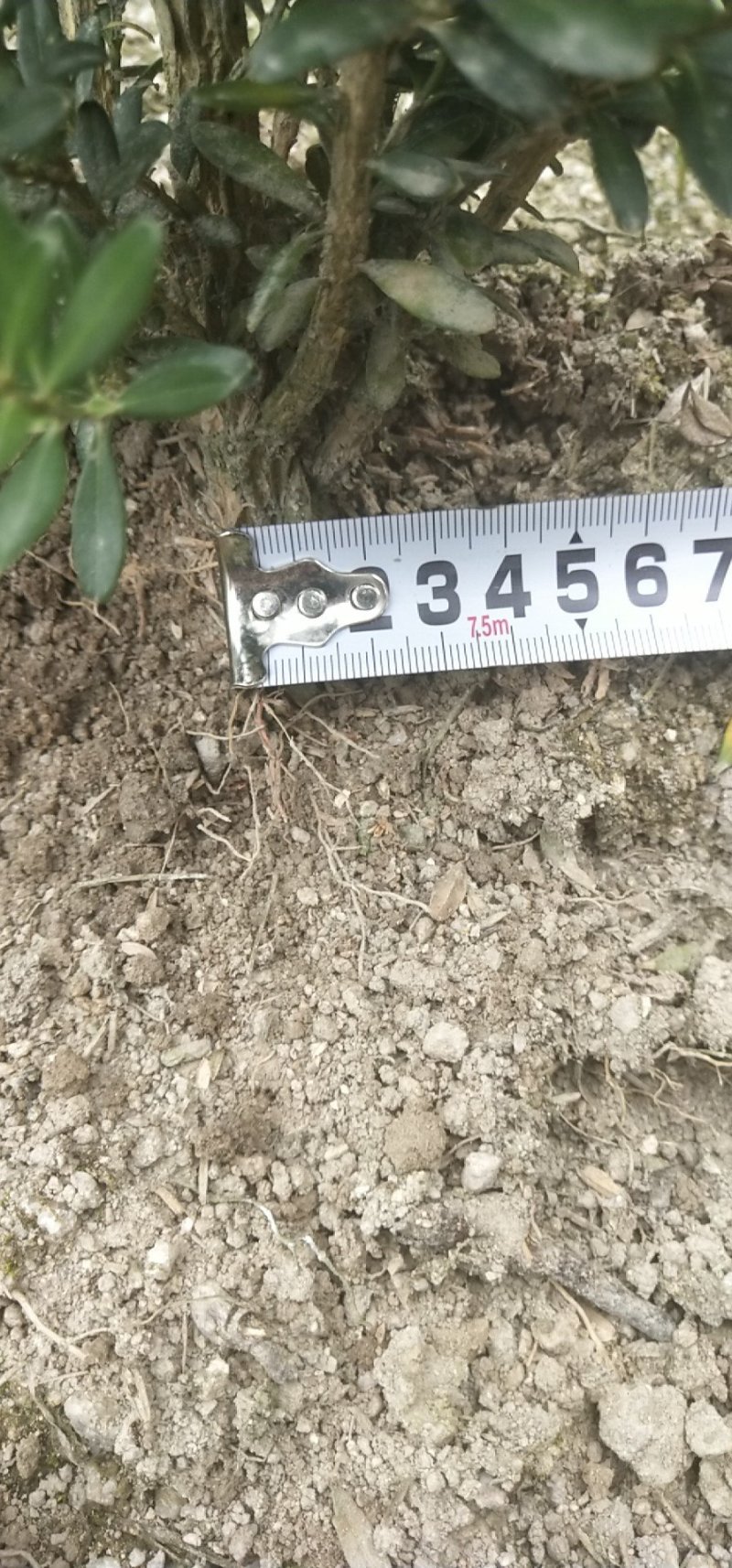 花卉盆景雀舌小叶黄杨出售