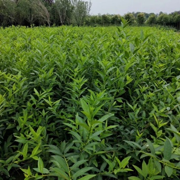 连翘营养杯连翘基地直销连翘苗高度50-80高