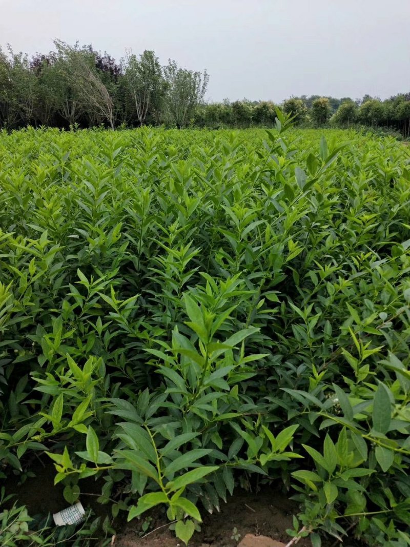 连翘营养杯连翘基地直销连翘苗高度50-80高
