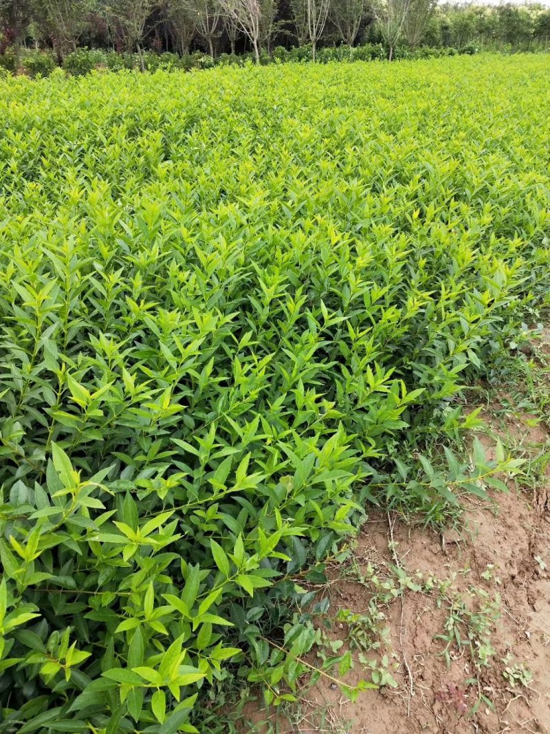 连翘营养杯连翘基地直销连翘苗高度50-80高