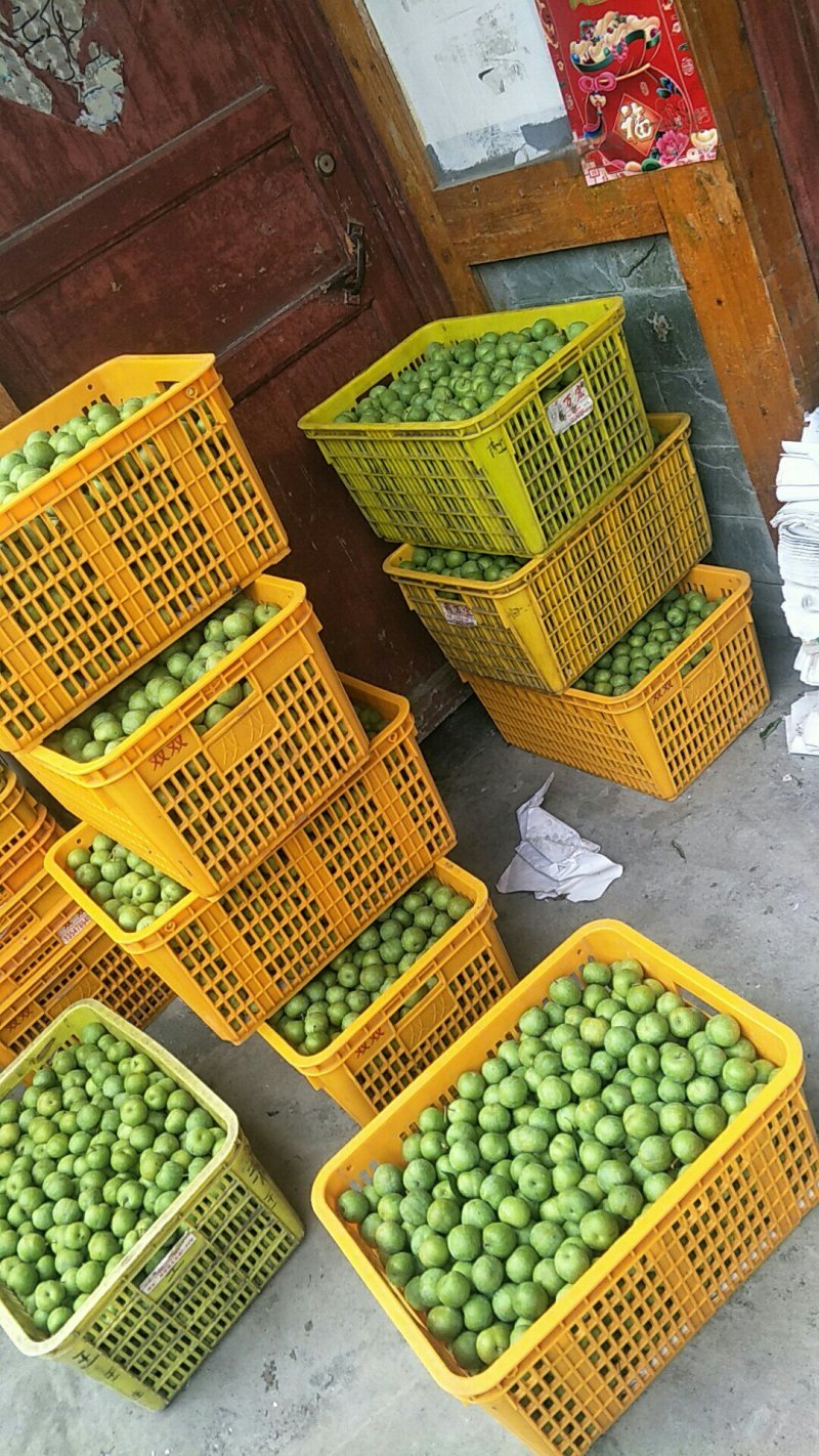 大量上市茂县青脆李我是代办，有专业的团队