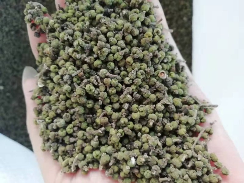 吴茱萸