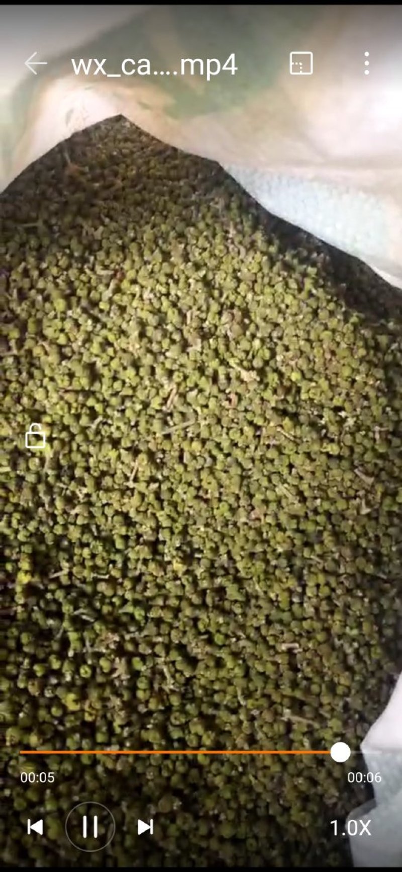 吴茱萸