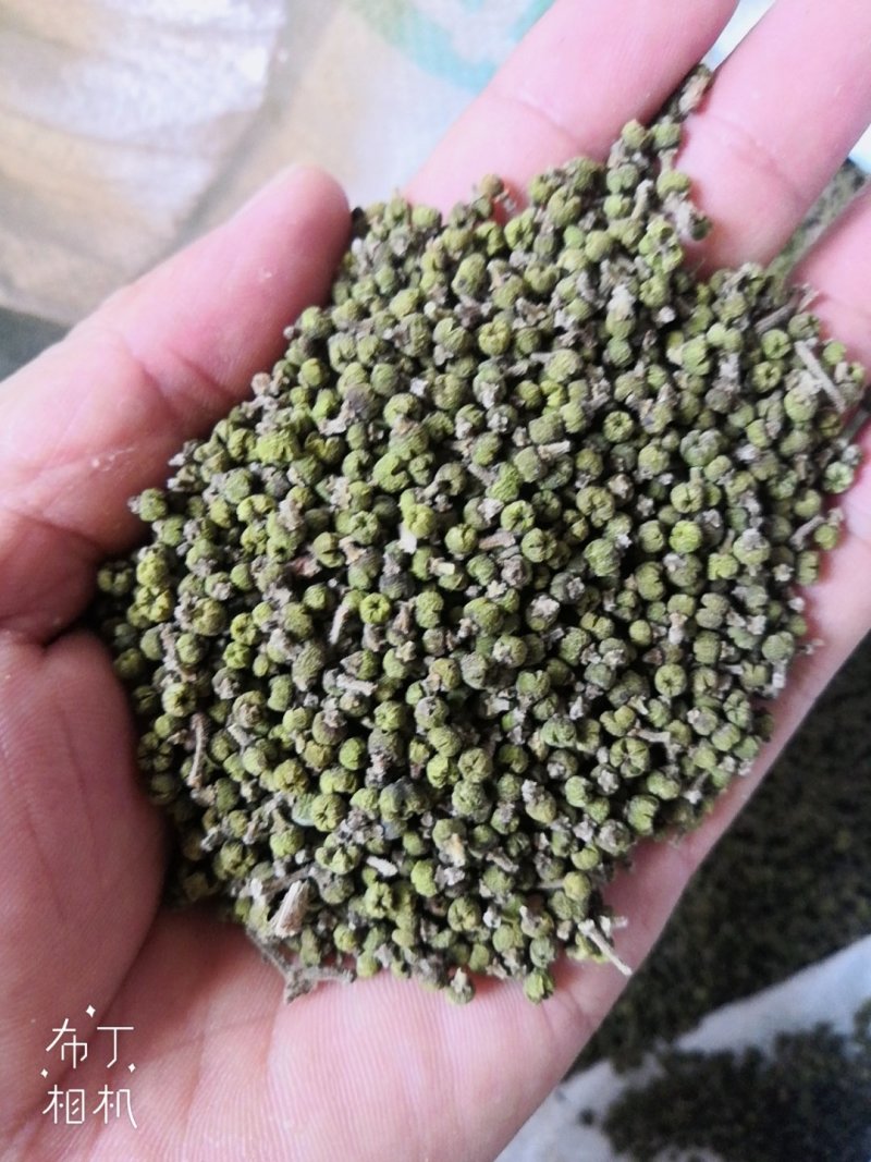 吴茱萸