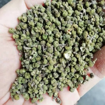 吴茱萸