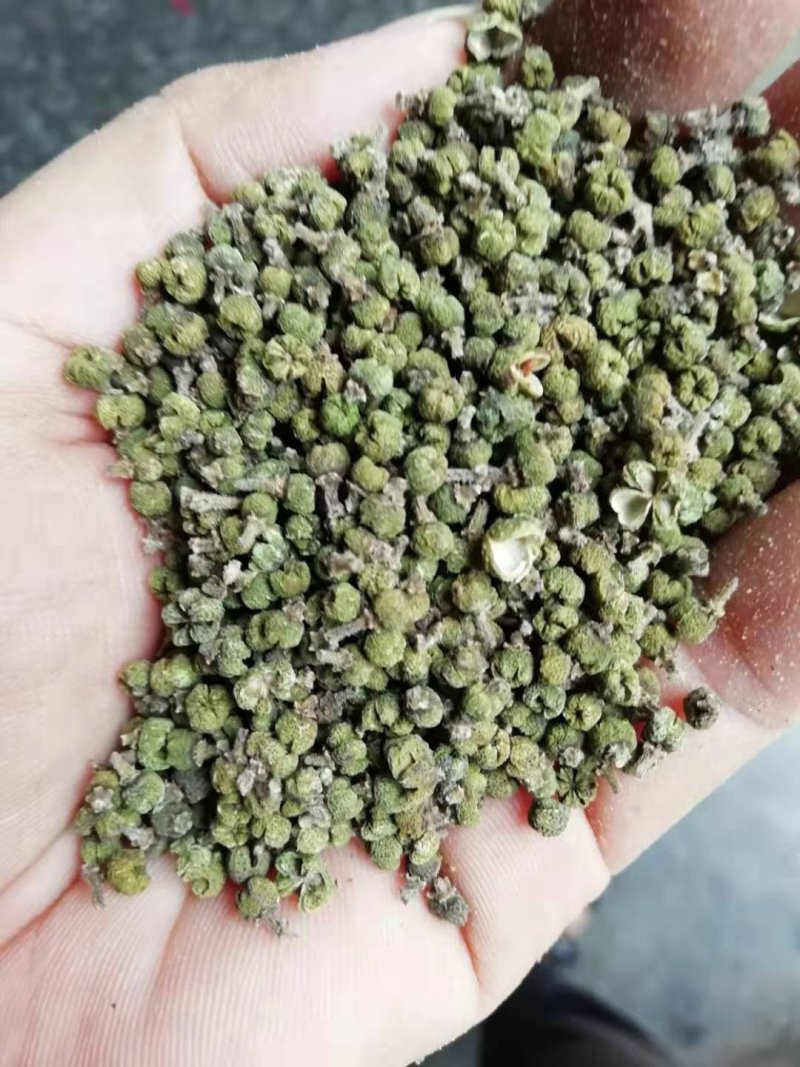 吴茱萸