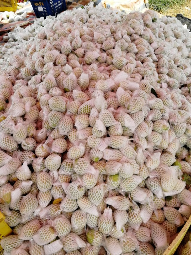 红心番石榴