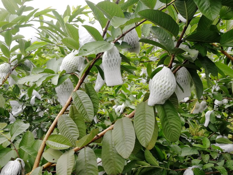 红心番石榴