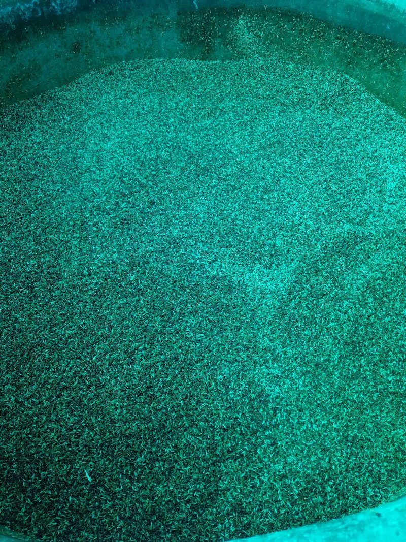 纯粮高粱酒