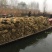 芦苇苗，保质保量，水生植物批发，水生植物基地