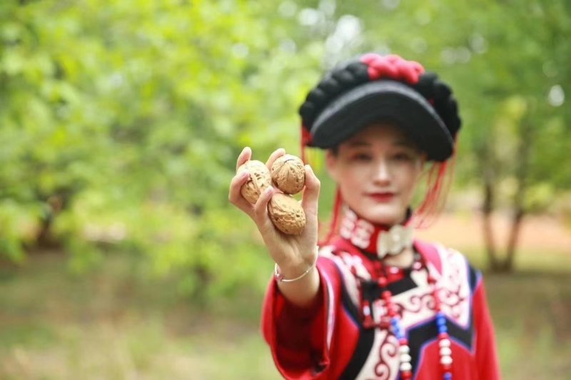 大凉山鲜核桃大优一号青皮核桃质量保证欢迎联系咨询