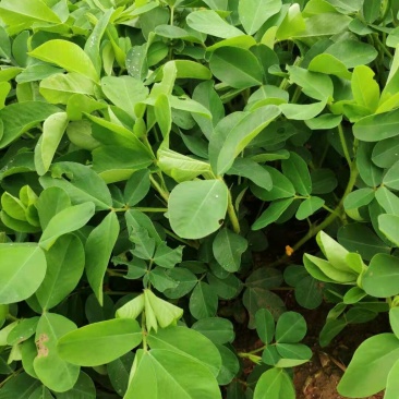 红两米花生(预售)