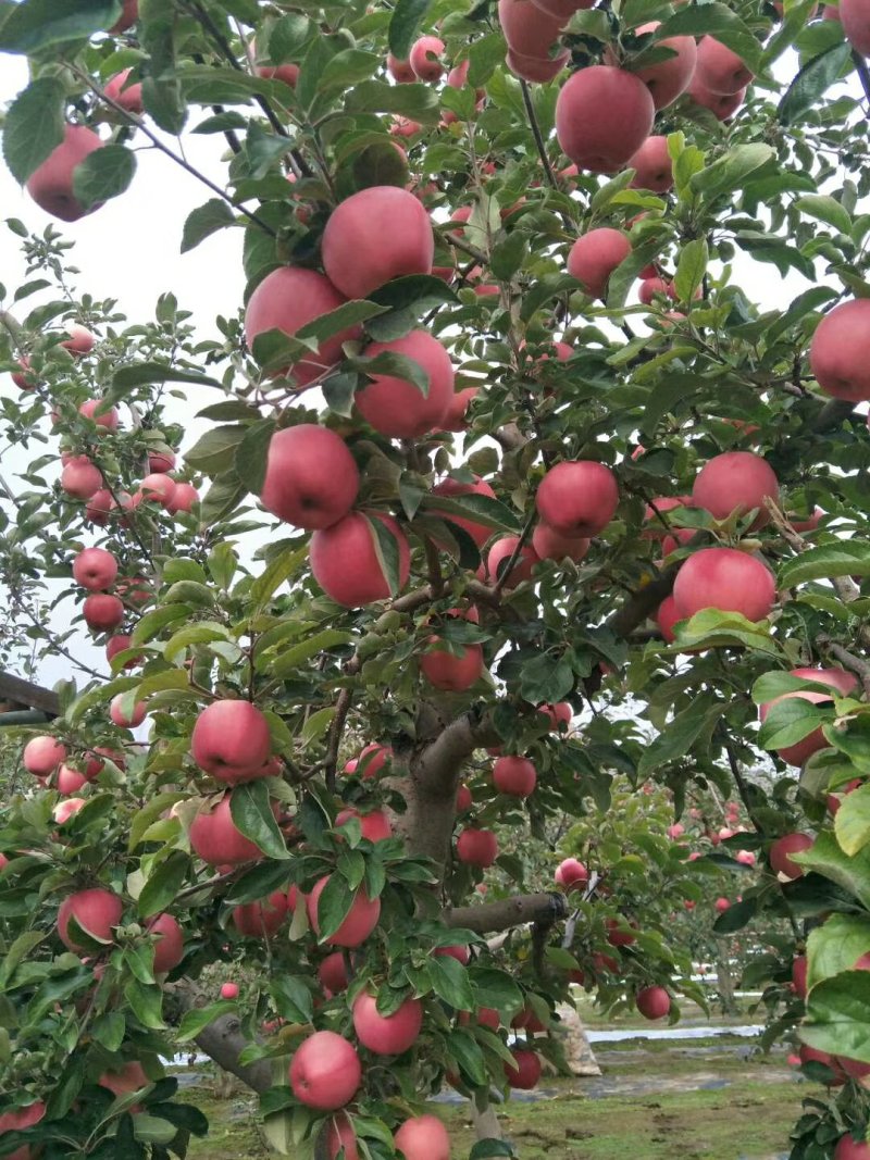 静宁山地红富士