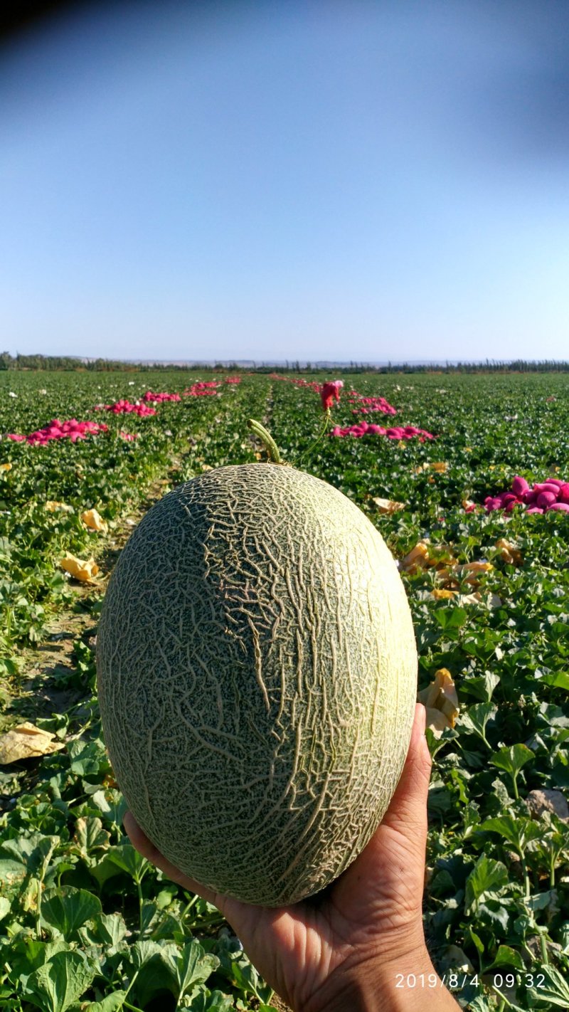 【原产地】新疆哈密瓜核心产地10万亩大量供应量大优惠