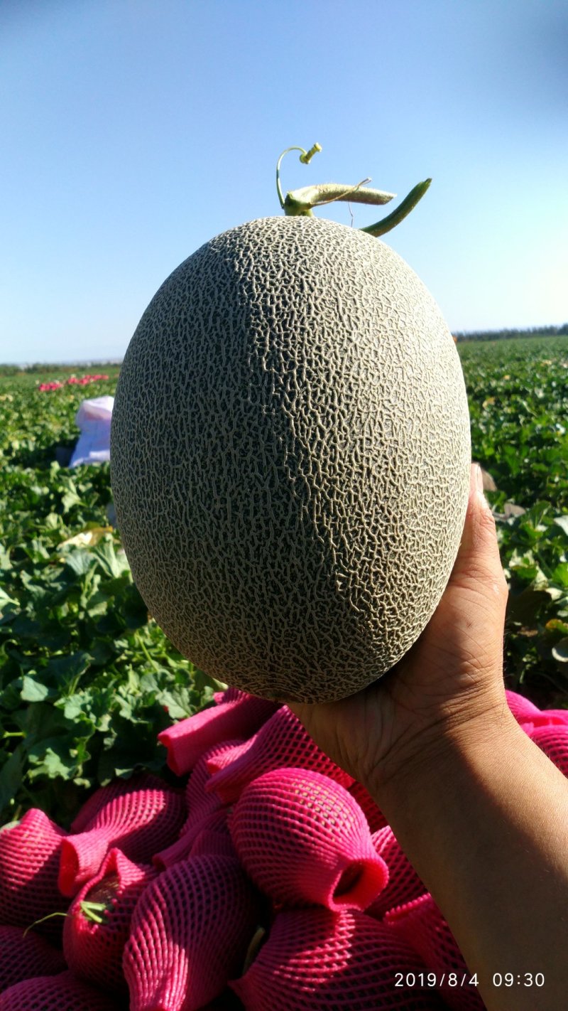 【原产地】新疆哈密瓜核心产地10万亩大量供应量大优惠