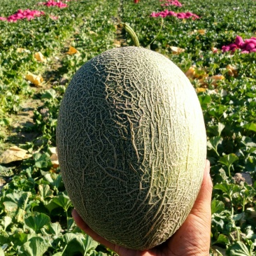 【原产地】新疆哈密瓜核心产地10万亩大量供应量大优惠