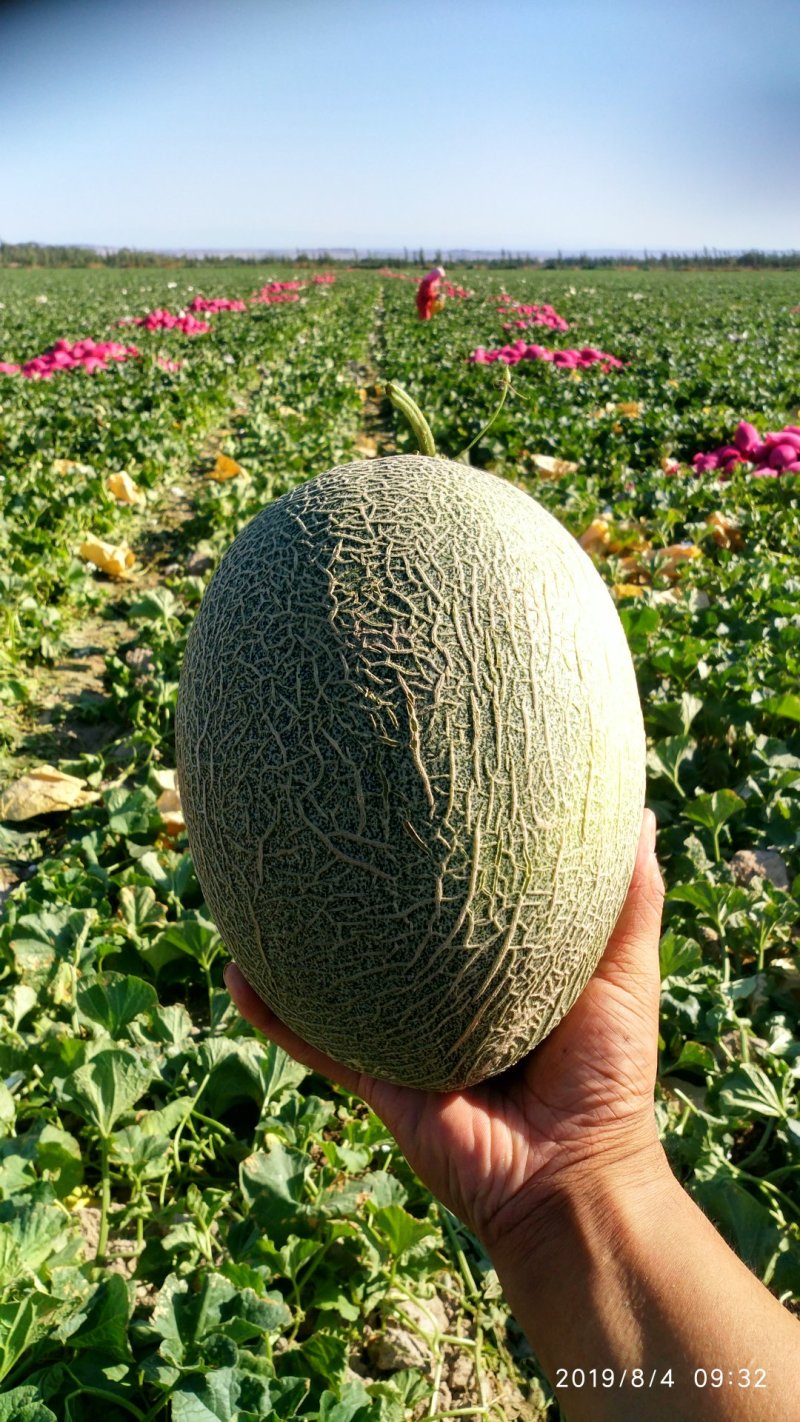 【原产地】新疆哈密瓜核心产地10万亩大量供应量大优惠