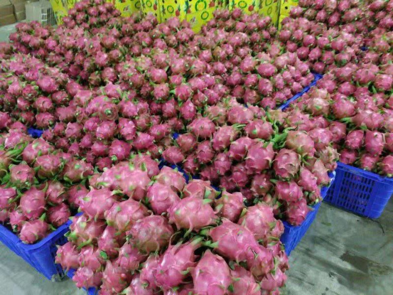越南火龙果大量上市