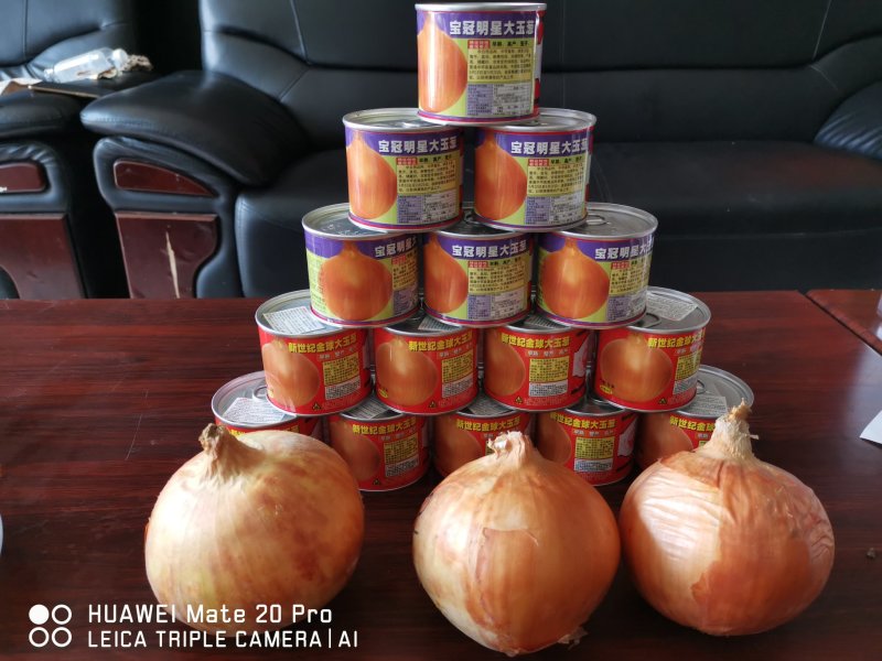 精品洋葱种紫阳紫玉88爱知紫丰红象种子