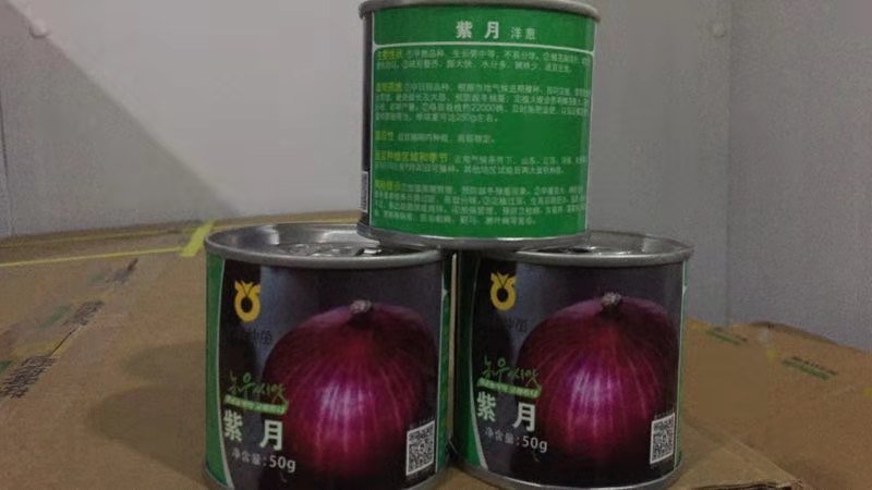 精品洋葱种紫阳紫玉88爱知紫丰红象种子