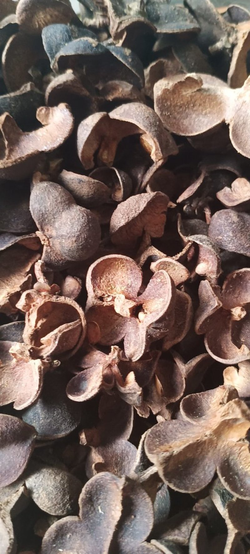 红茶果壳，广西金秀大瑶山