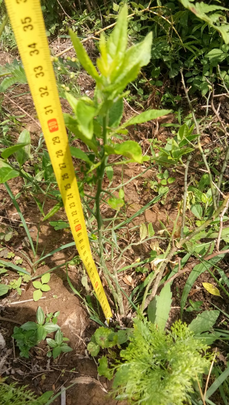 青刺果苗子