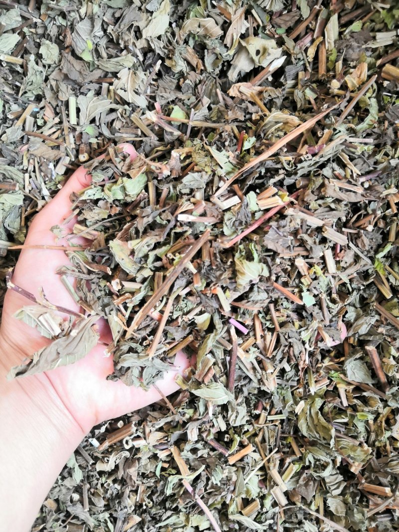 无硫薄荷原色薄荷叶薄荷油新货各种草药